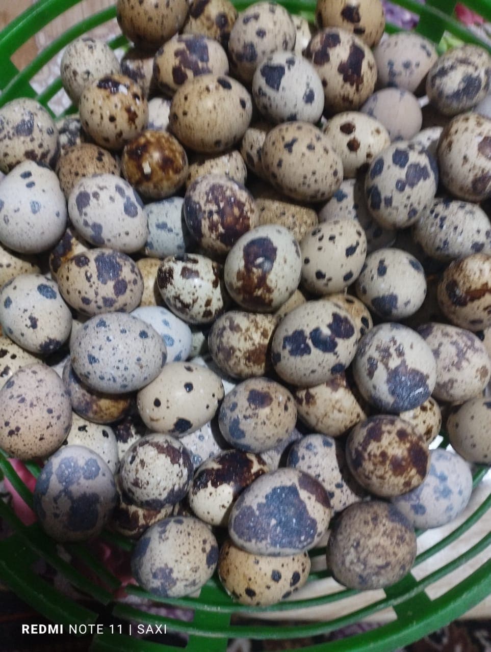 Bildircin yumurtasi satılır