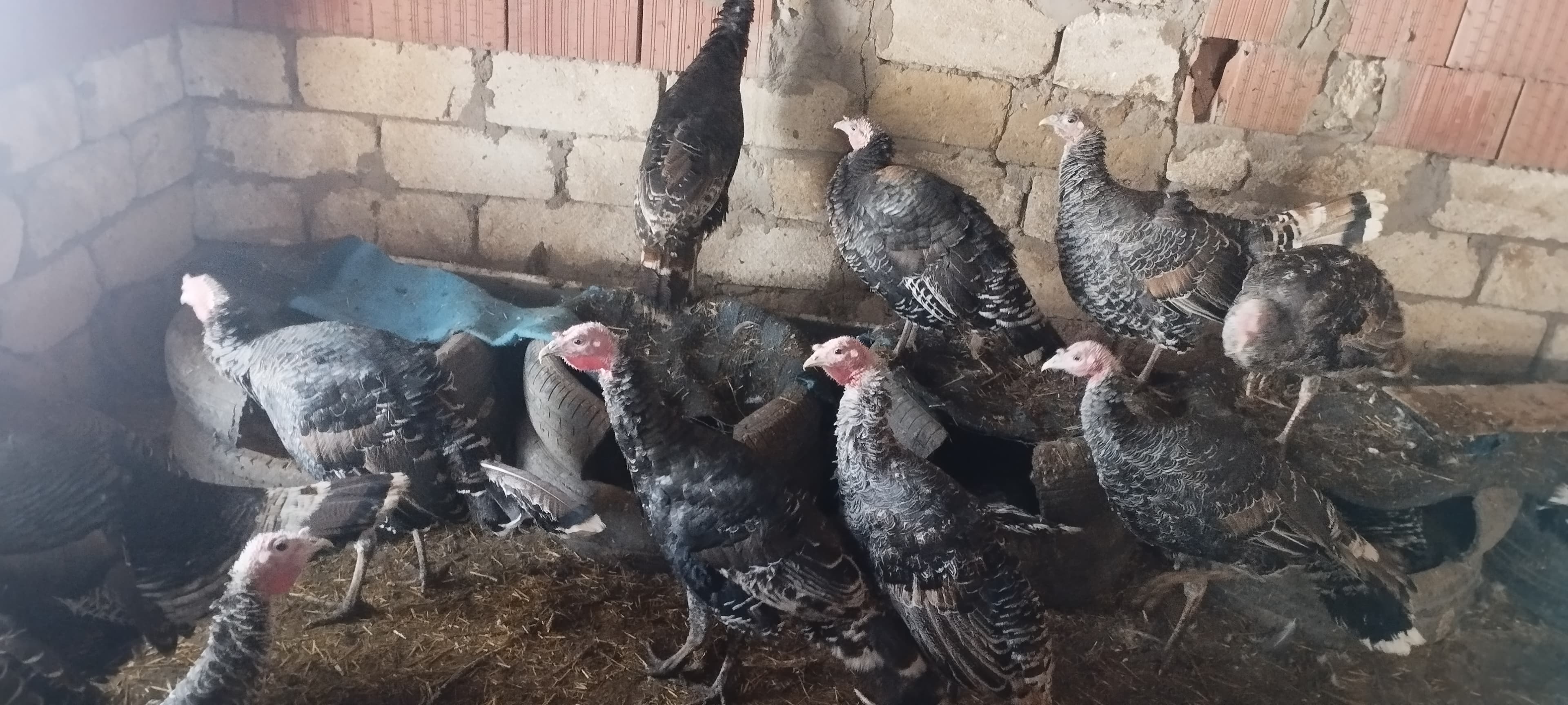Hind quşu