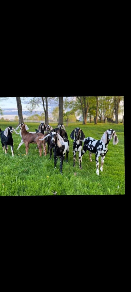 Keçi südü