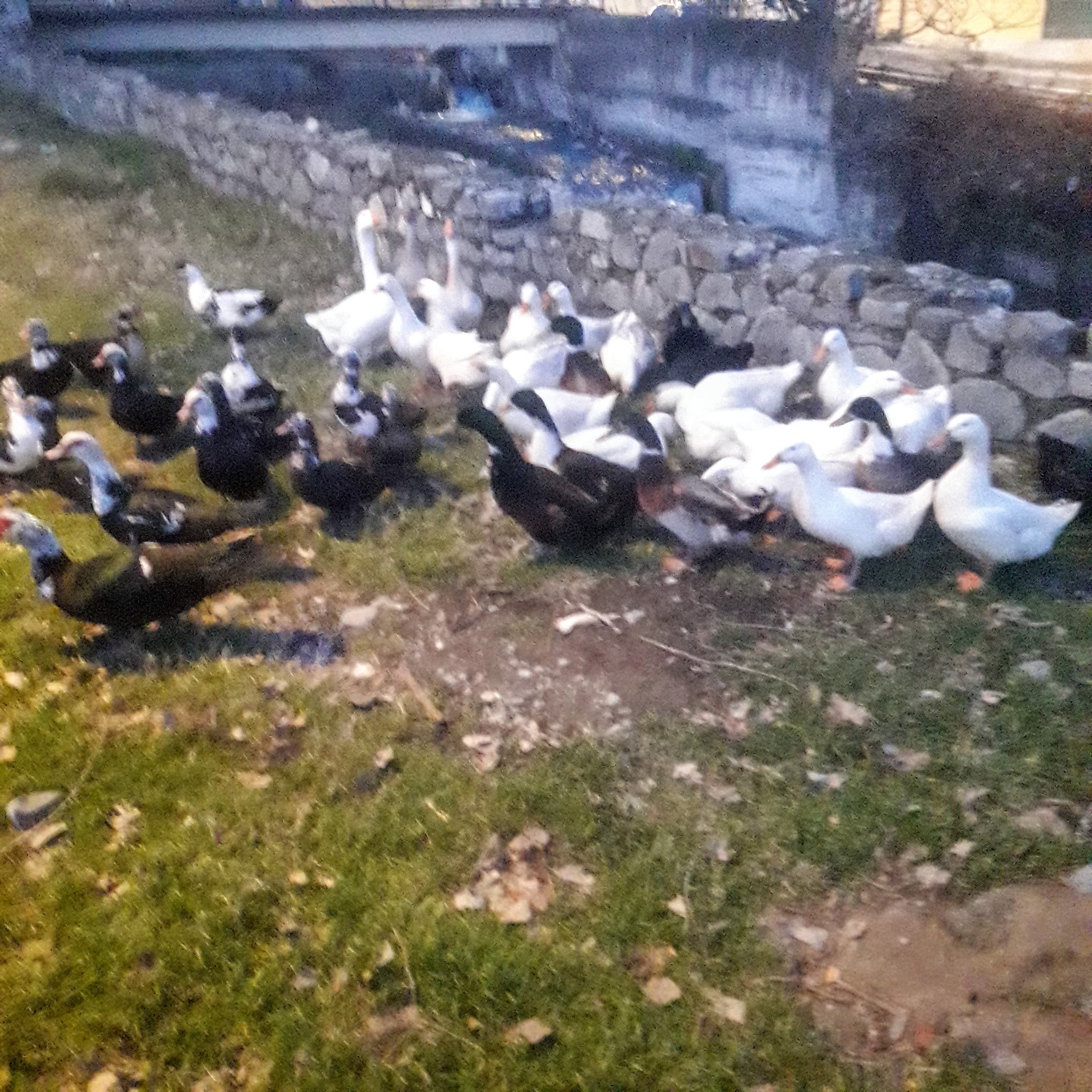 Ördək satışı