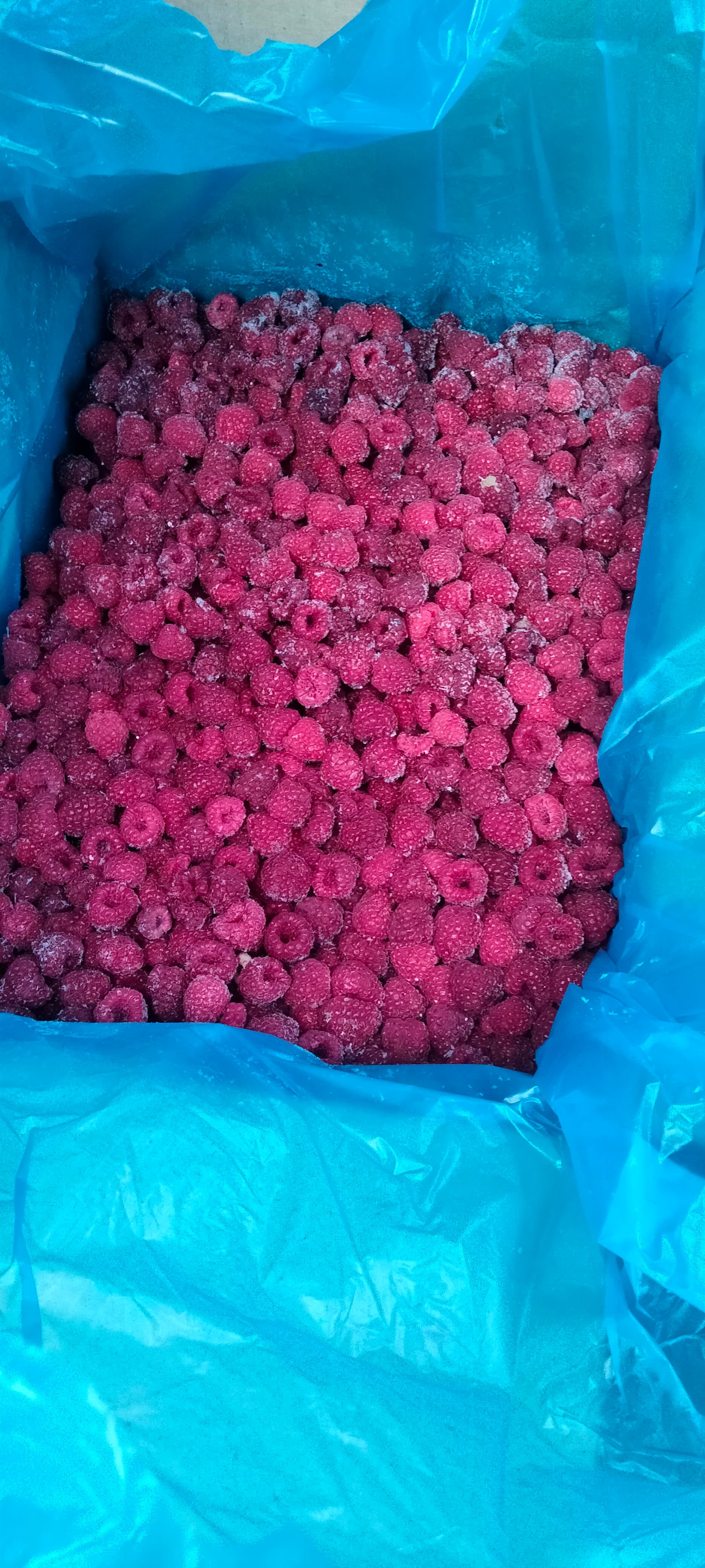 Dondurulmuş moruq