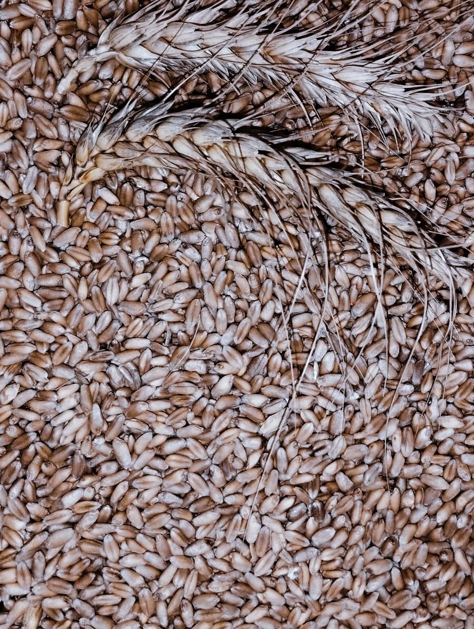 Buğda satılır 100 ton