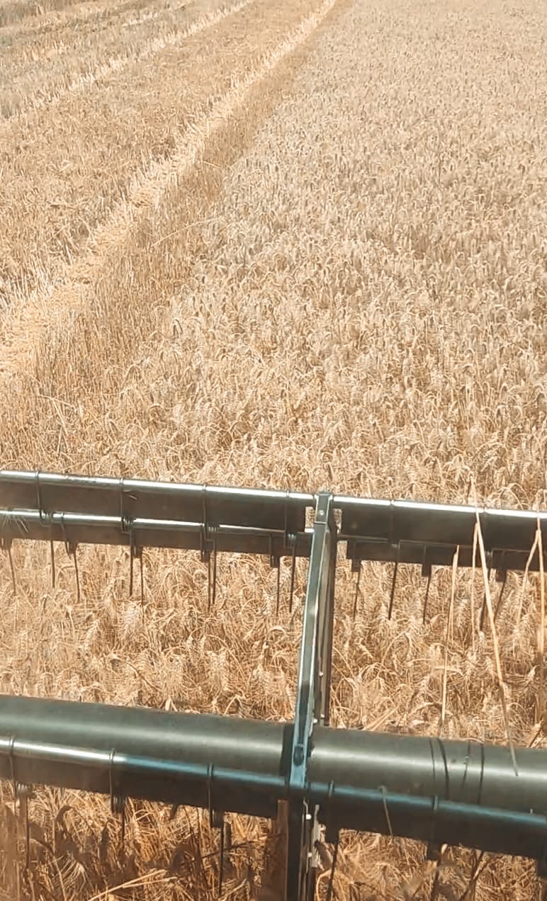 Buğda satılır 100 ton