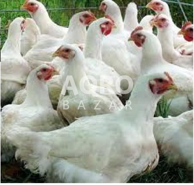Cücə satışı