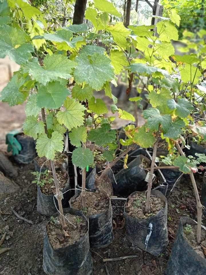 Üzüm satılır soyuducu anbarda