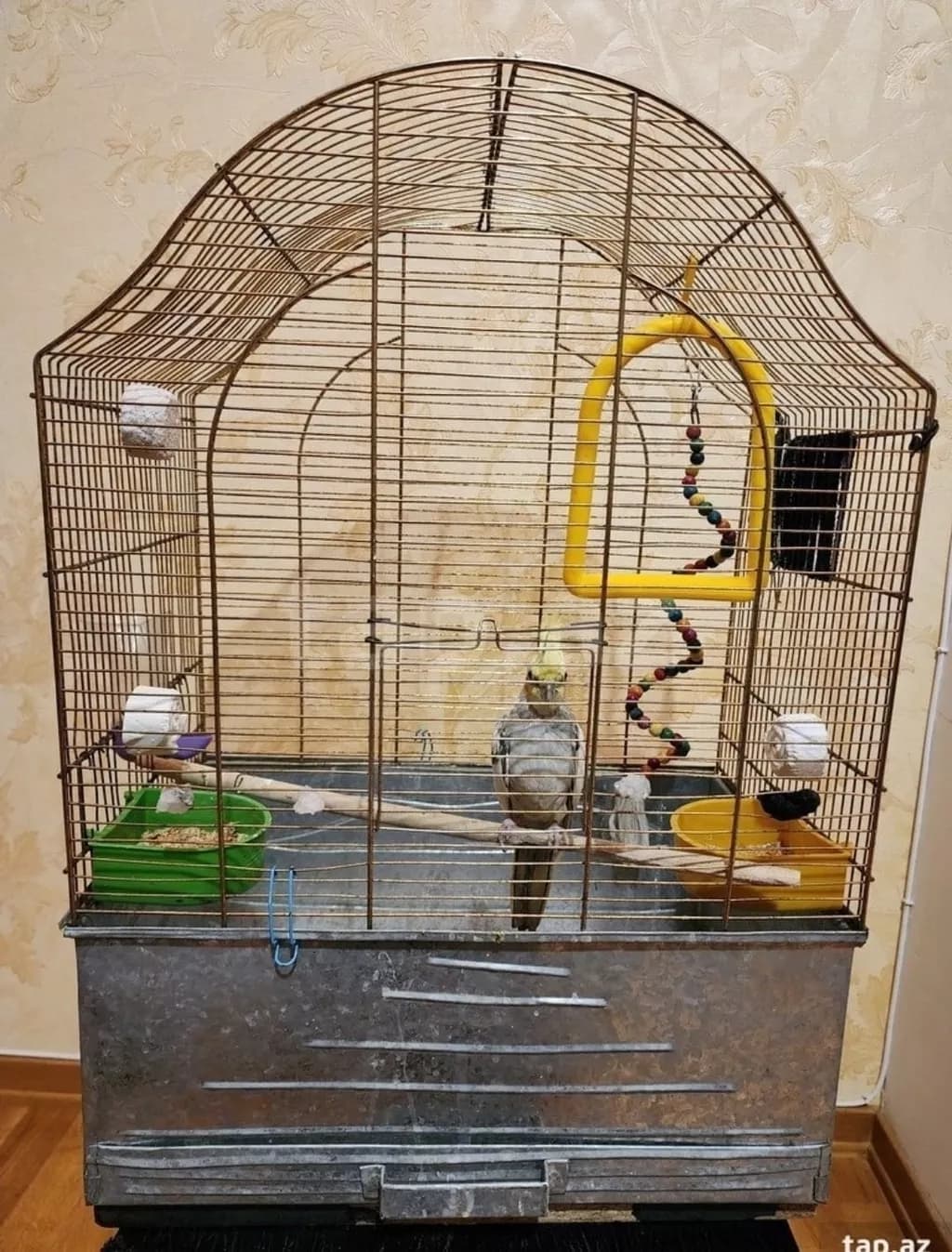 Erkək korella