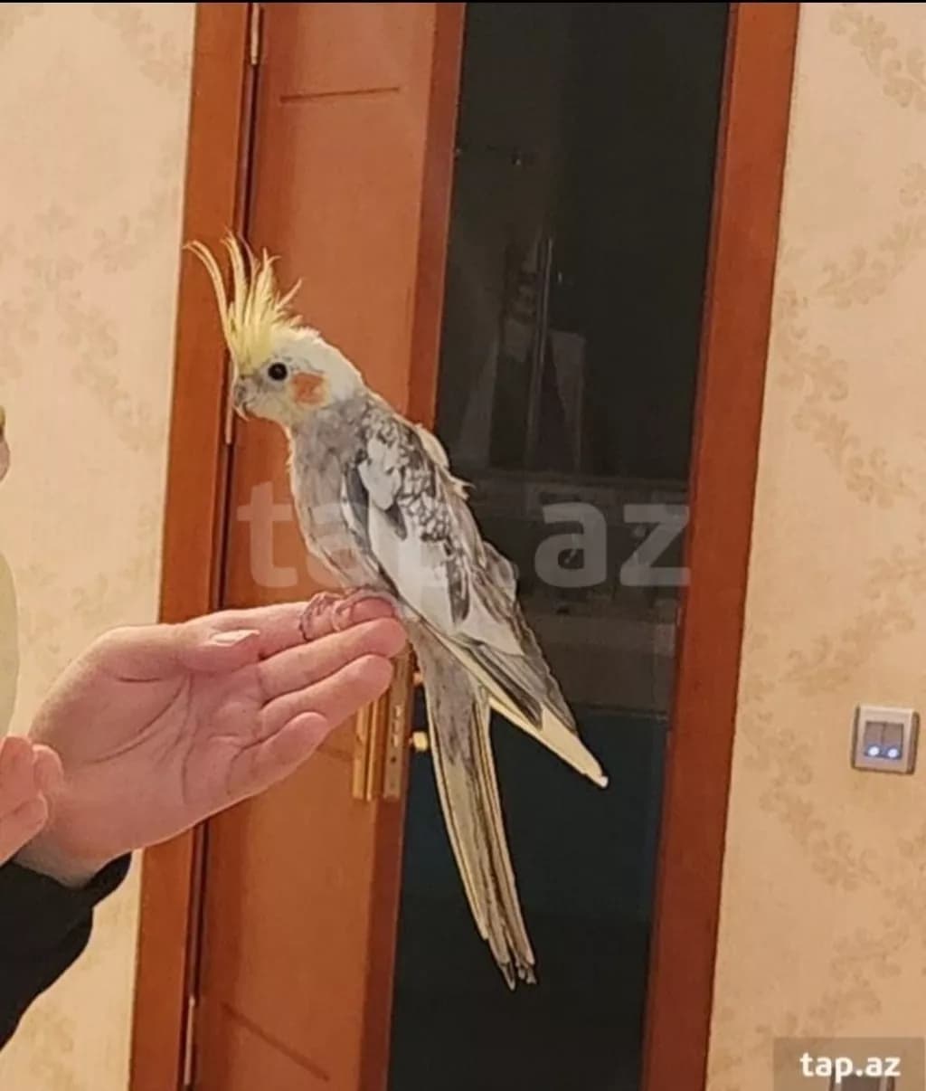Erkək korella
