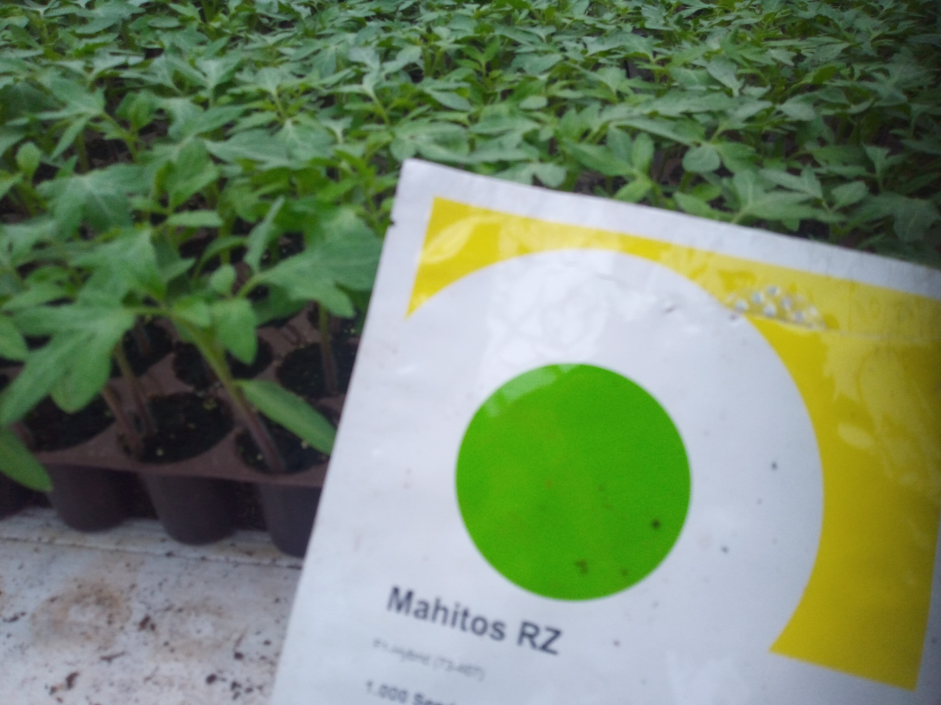 Mahitos f1