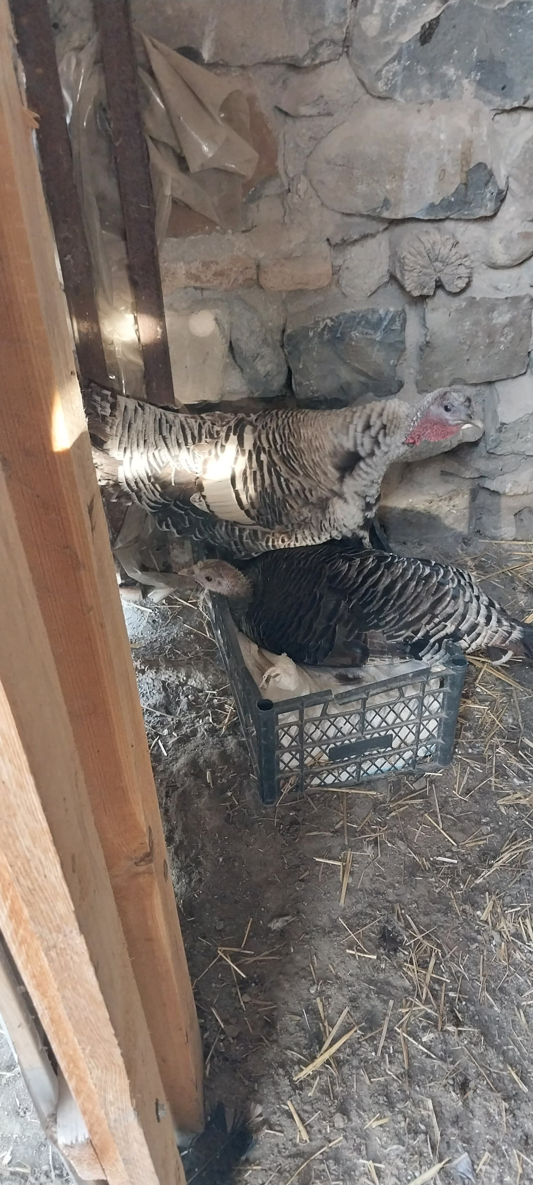 Hinduşka yumurtası satılır
