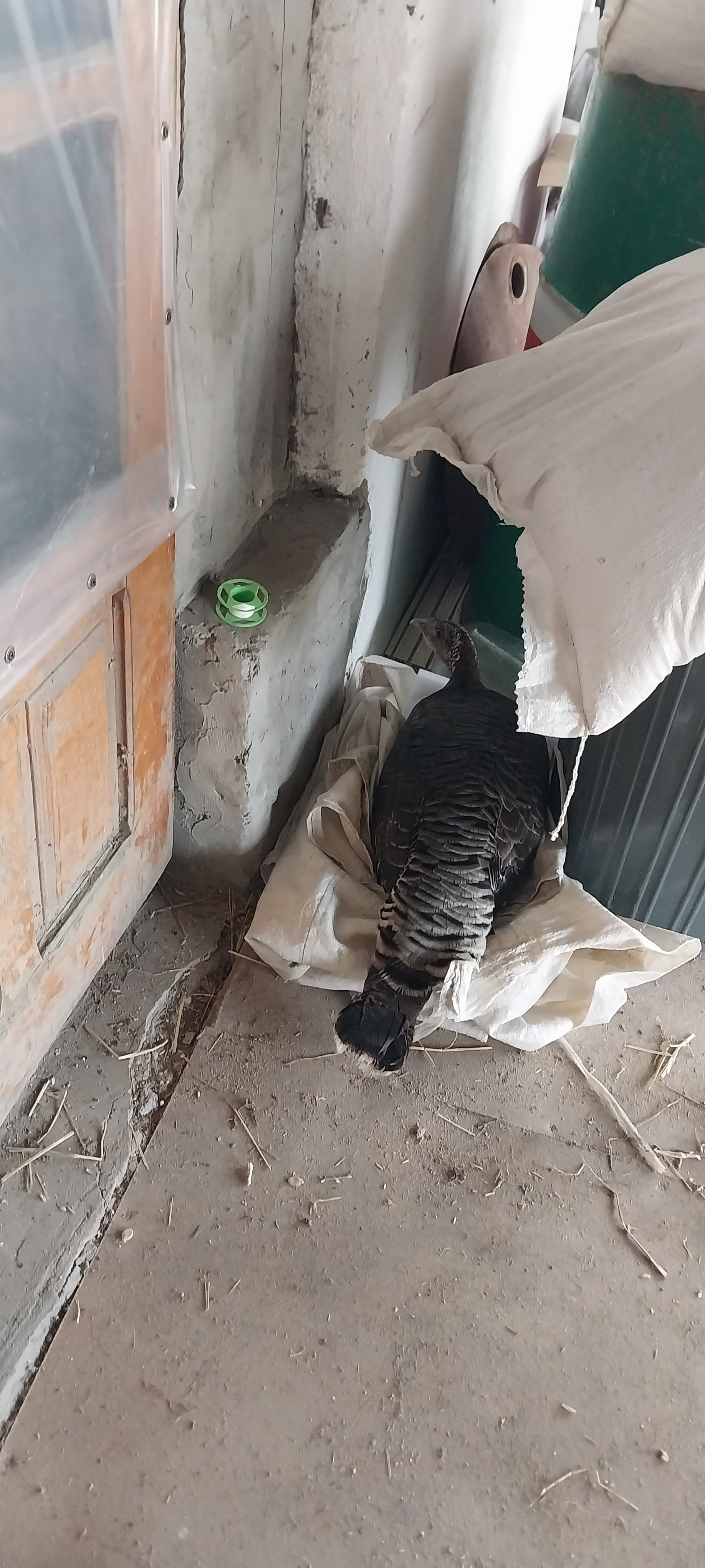 Hinduşka yumurtası satılır