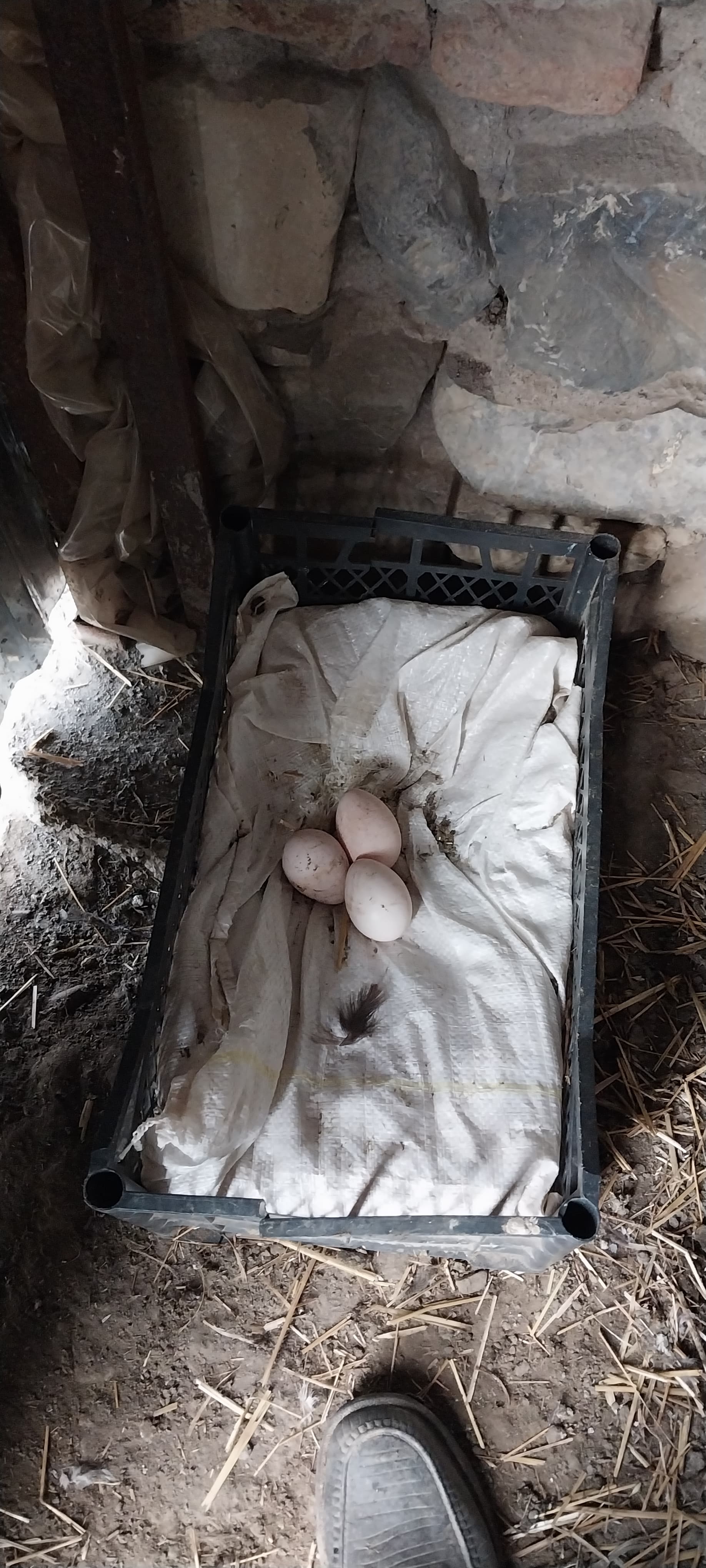 Hinduşka yumurtası satılır