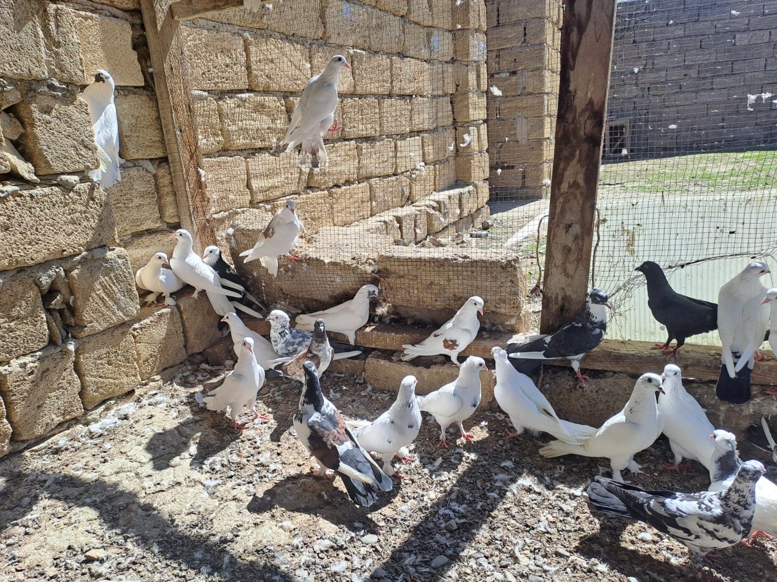 Göyərçin satılır