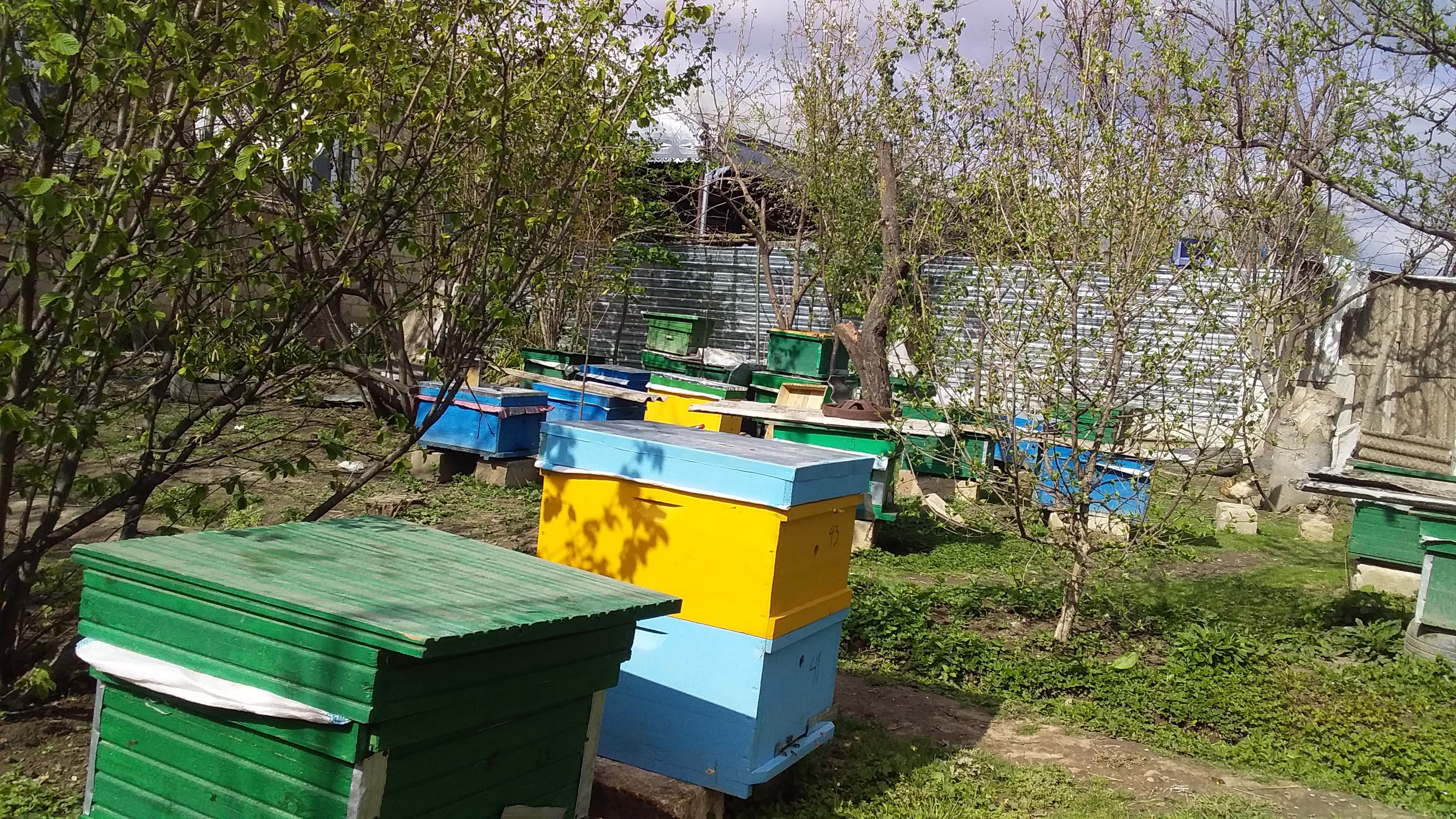 Arı