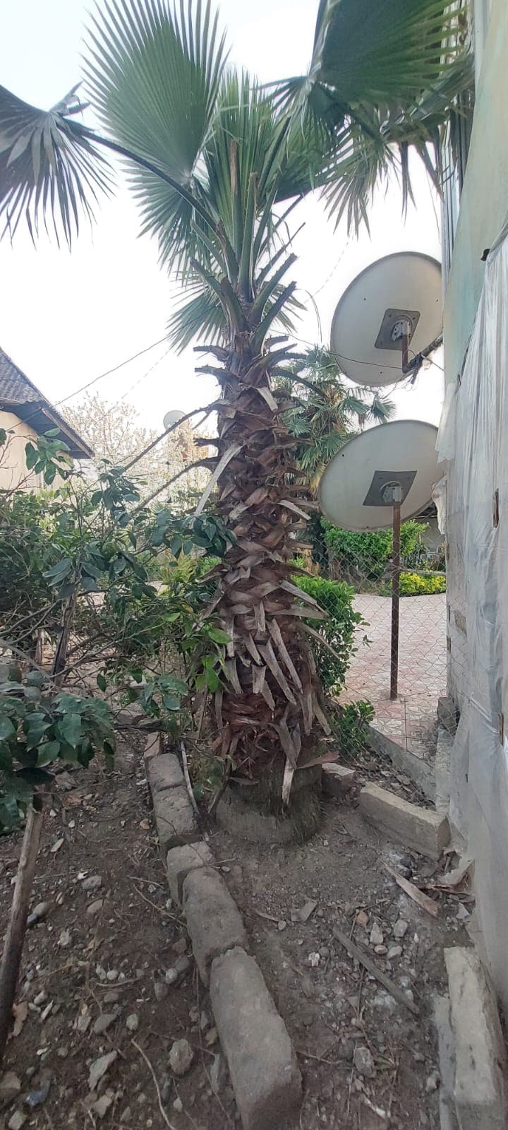 Palma ağacı