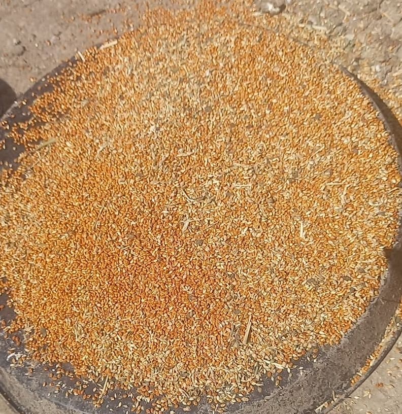 Darı