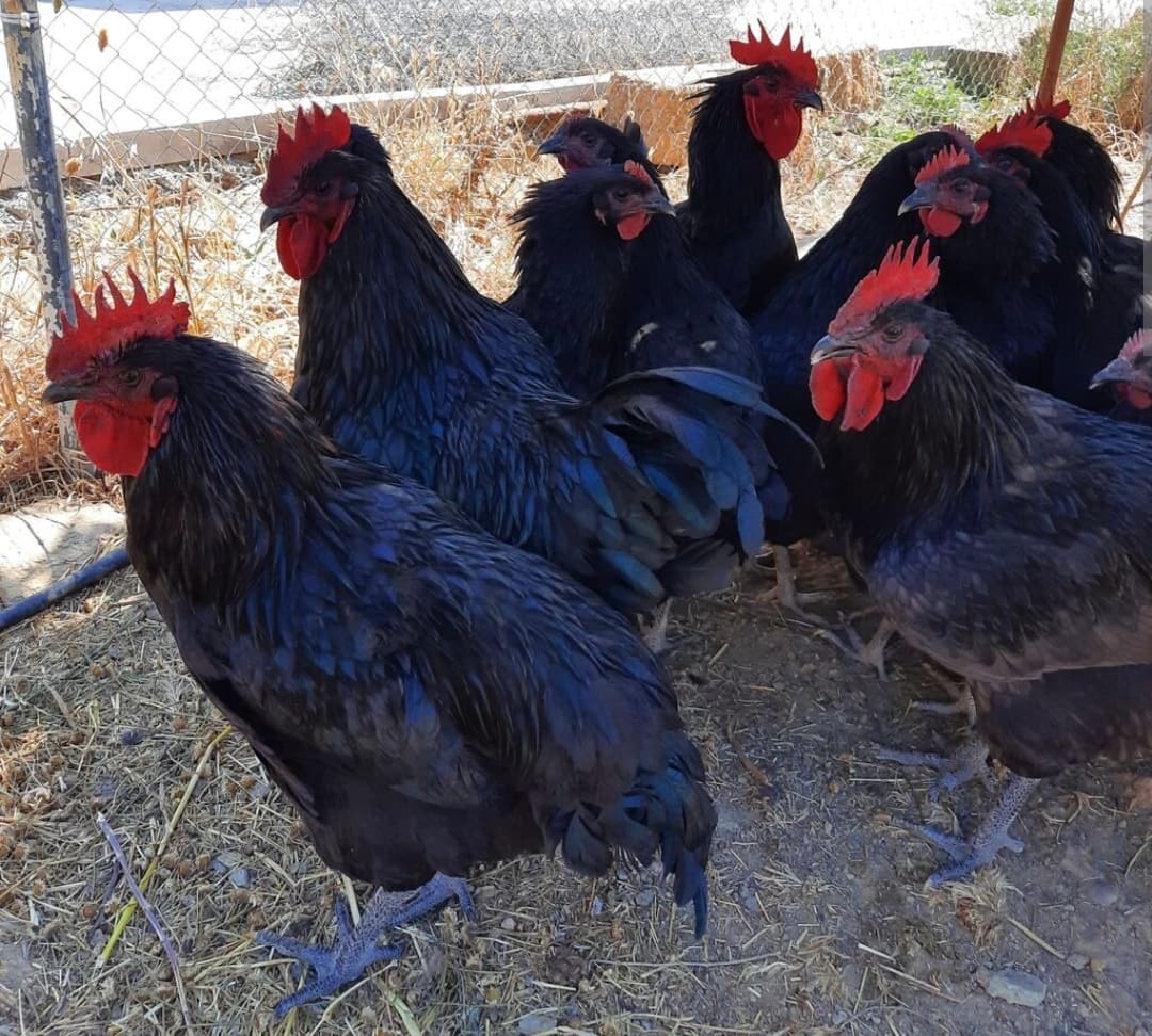 Avstralop yumurtası