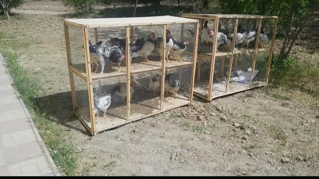 Toyuq saxlamaq üçün əla qutu