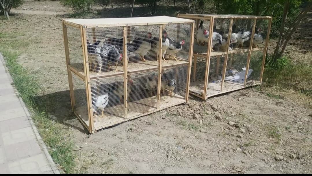 Toyuq saxlamaq üçün əla qutu