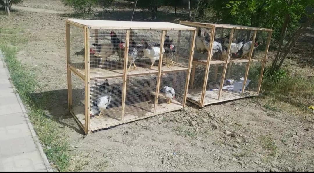 Toyuq saxlamaq üçün əla qutu