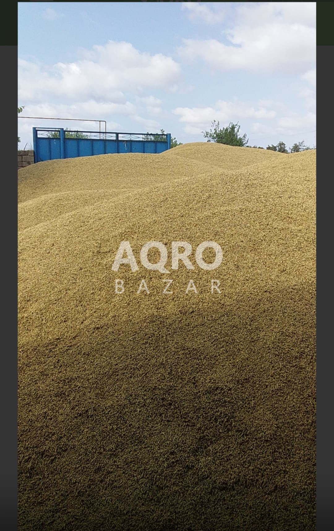 Arpa satılır