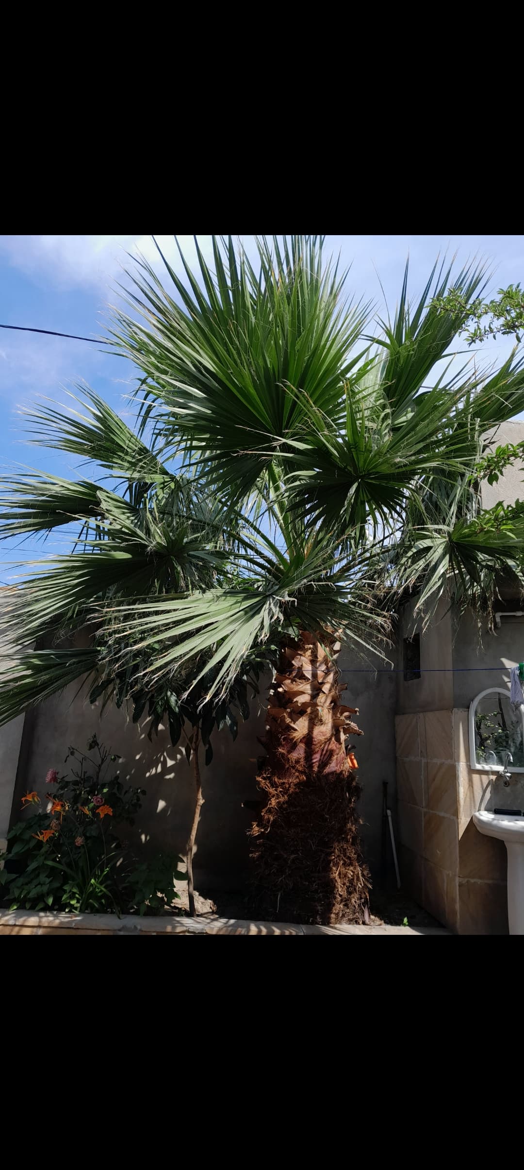 Palma ağacı