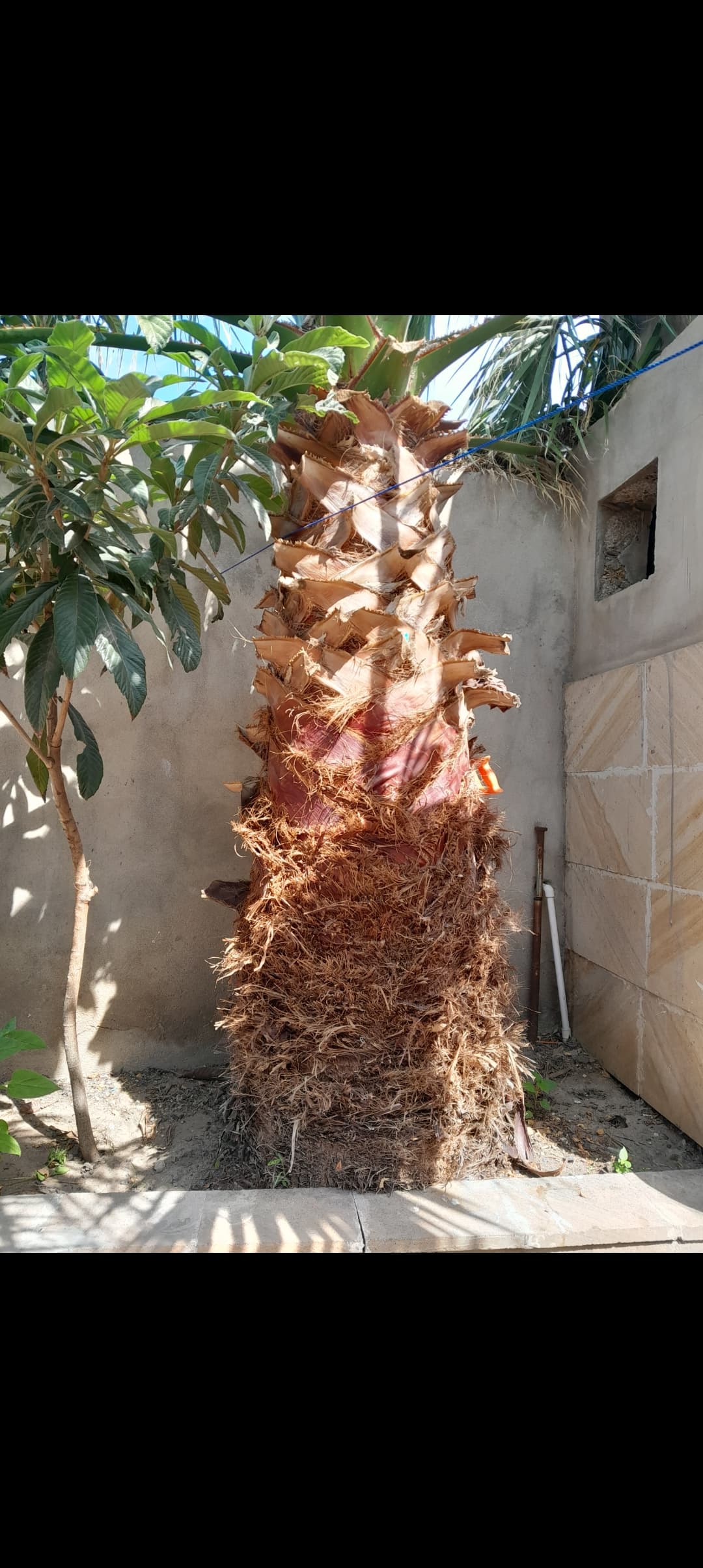 Palma ağacı