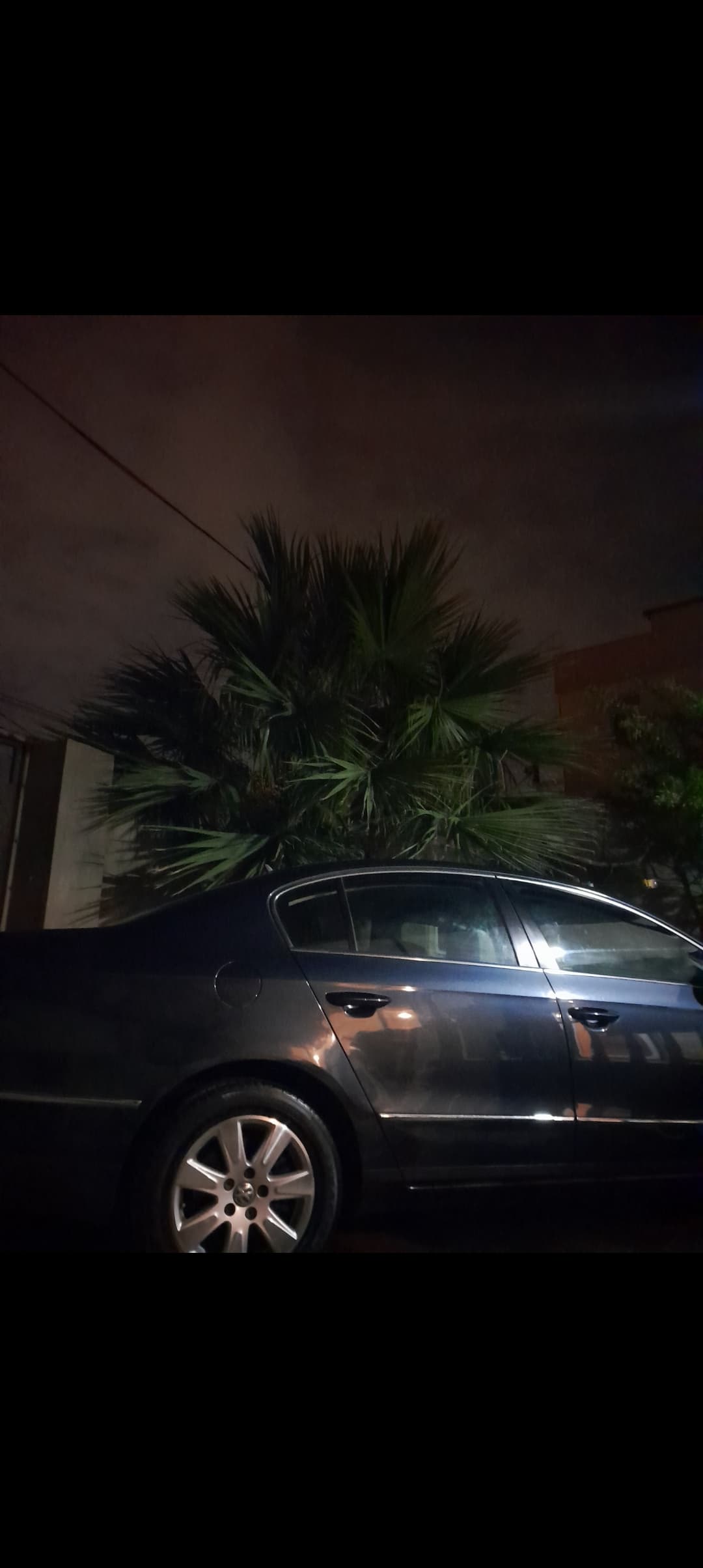 Palma ağacı