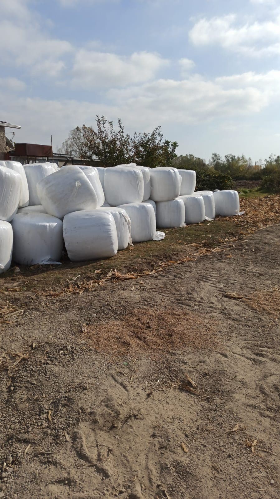 Təcili ucuz qarğıdalı silosu satılır