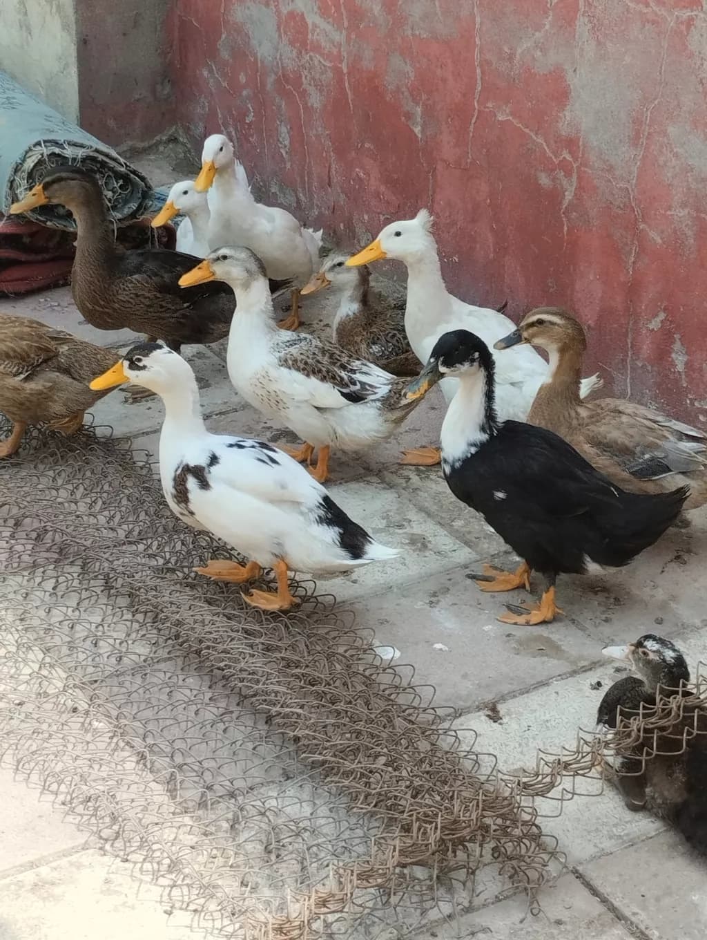 Ördək
