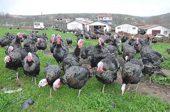 Hindüşka