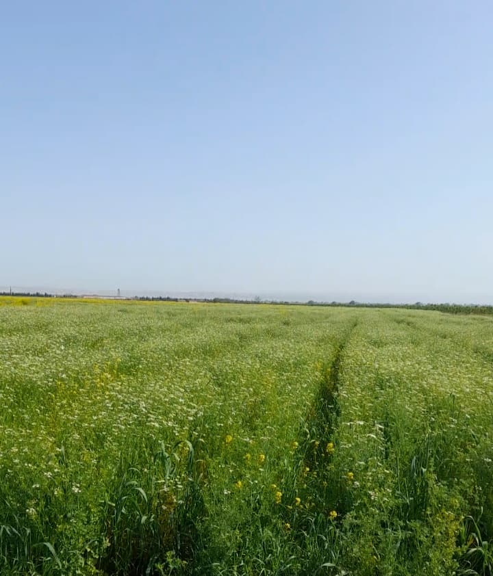 Keşniş Toxumu