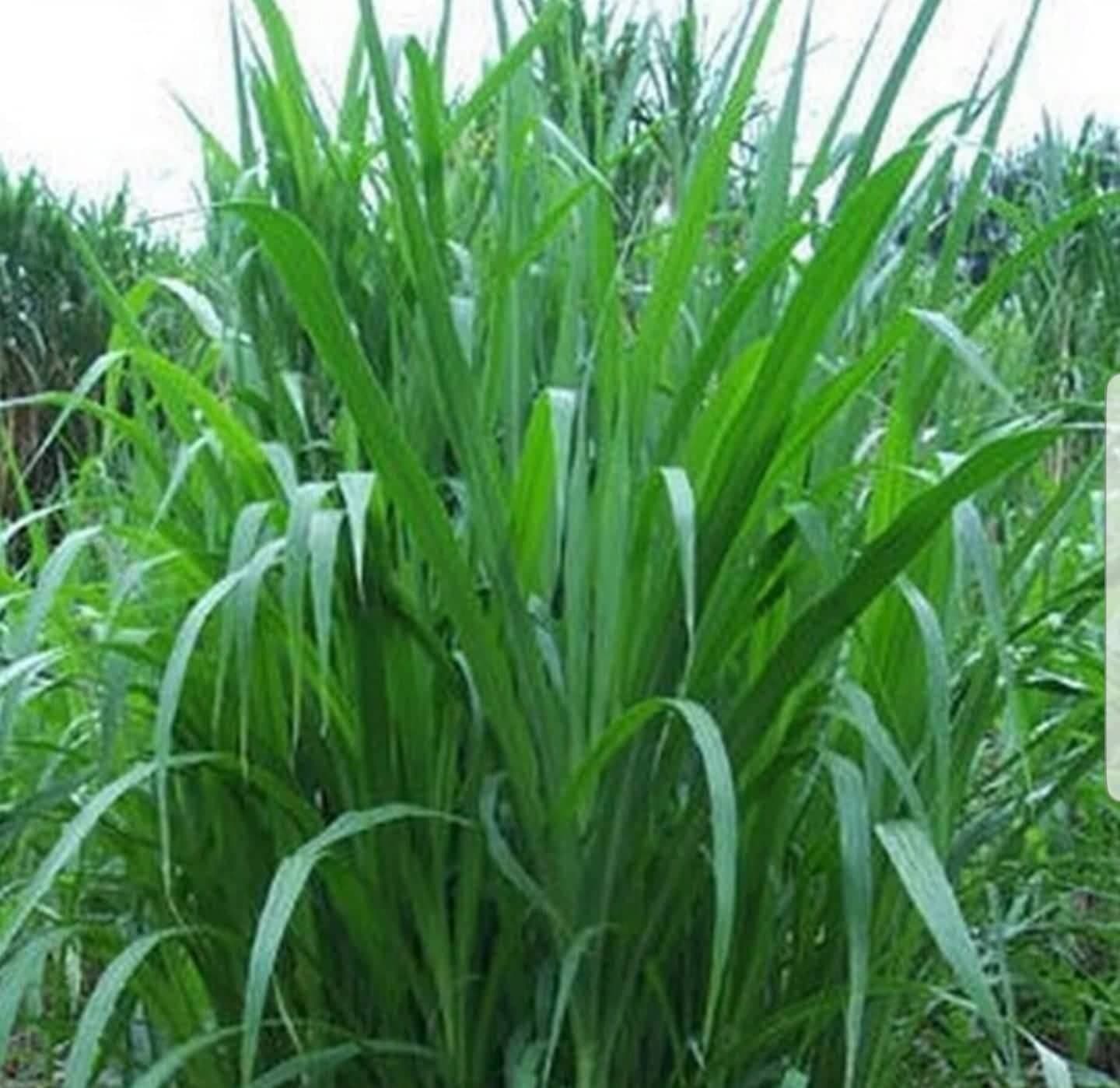 Maralfalfa