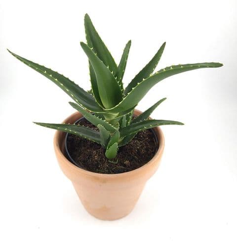 Aloevera