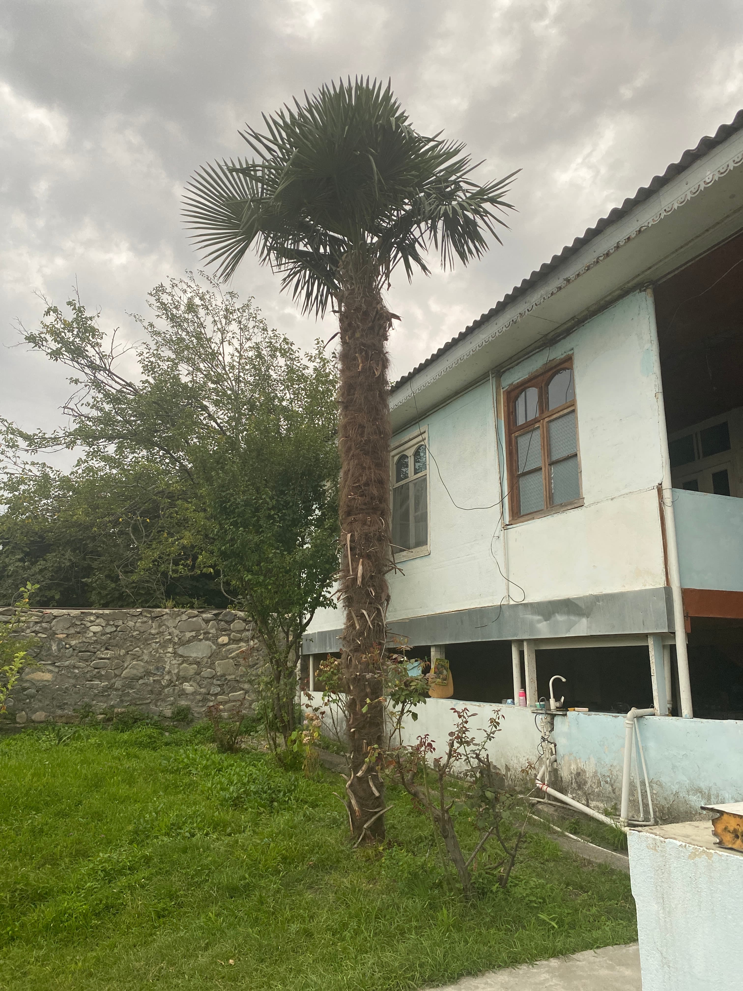 Palm ağacı