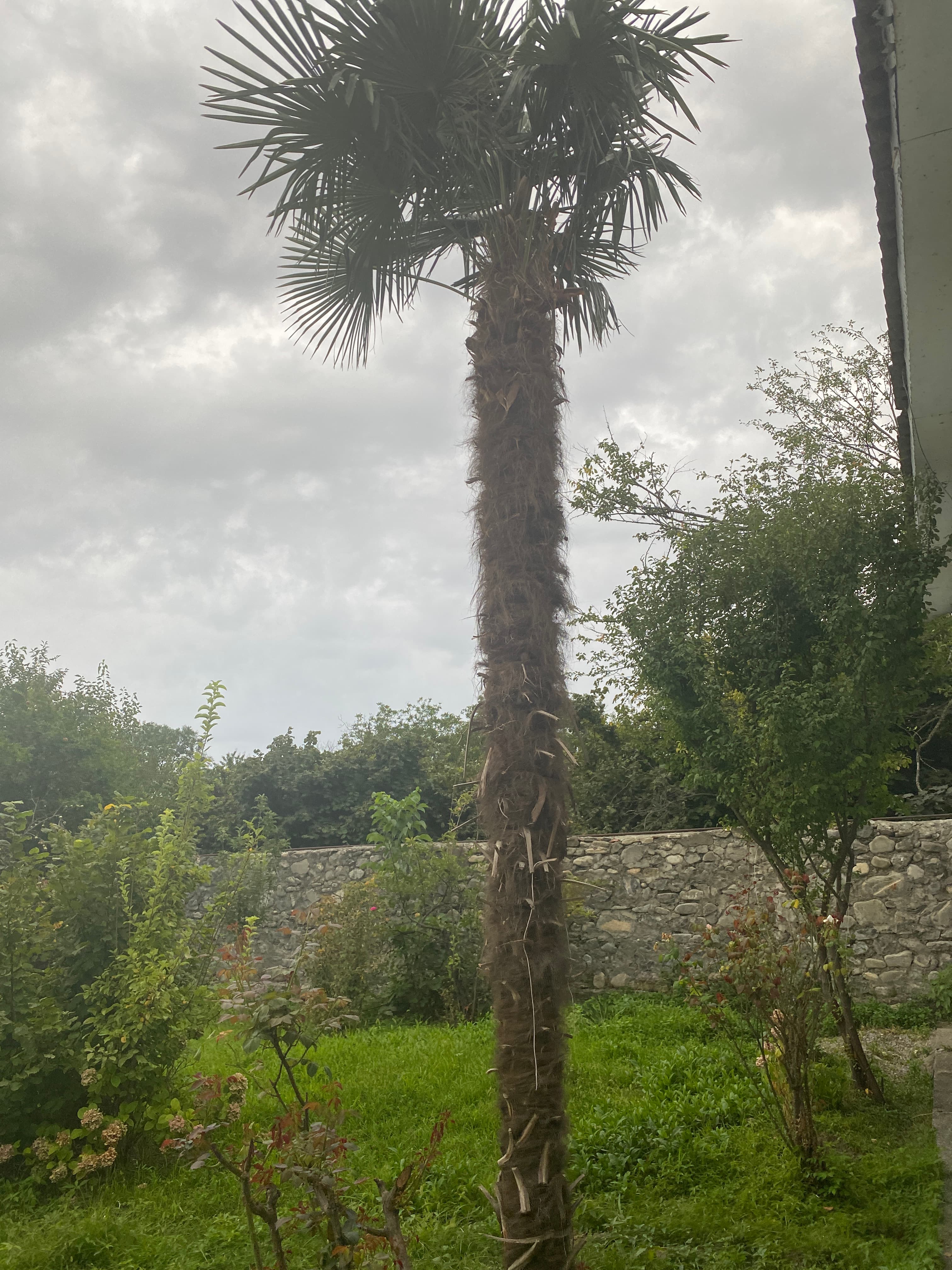 Palm ağacı