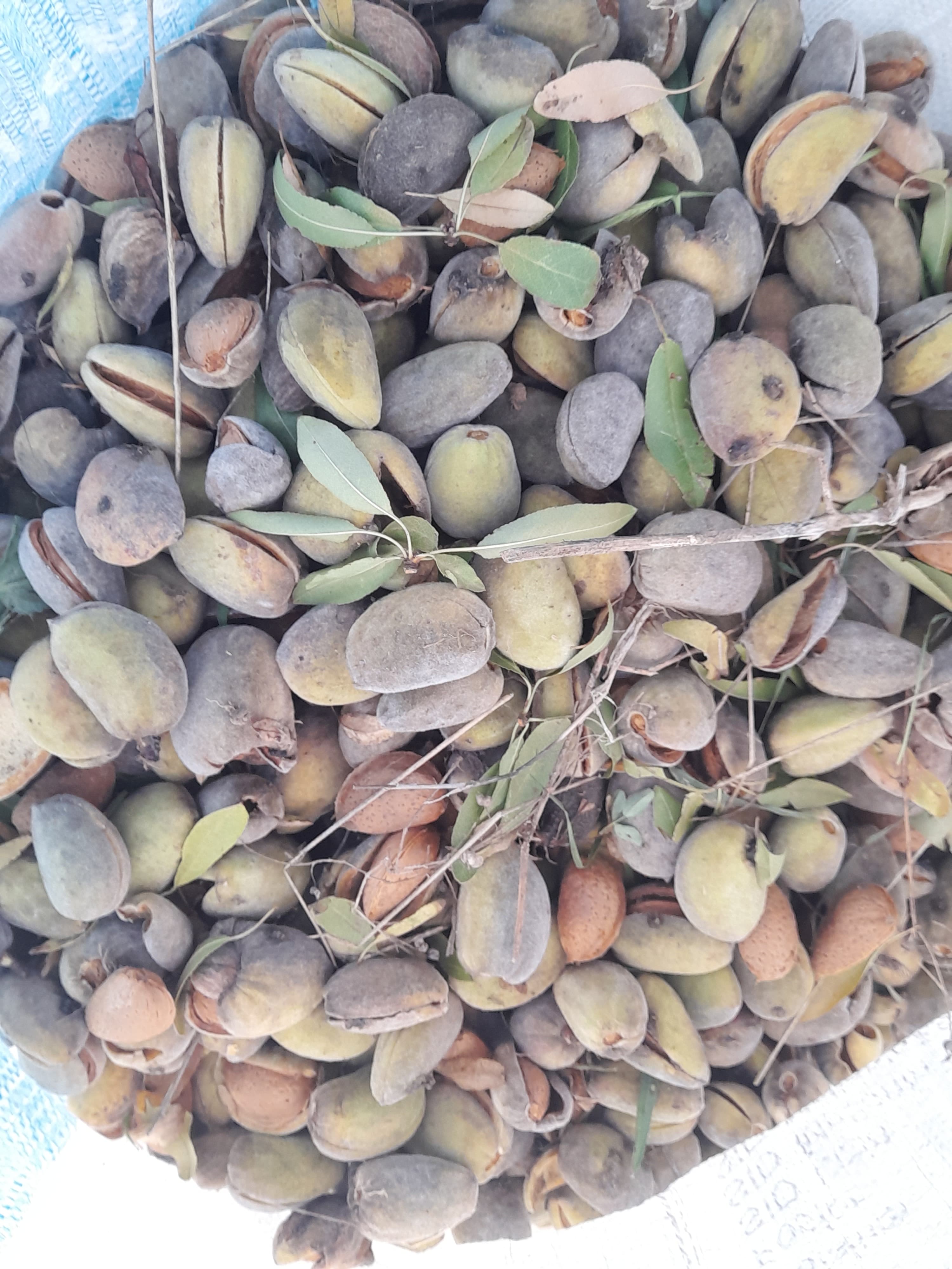 Yeni badam