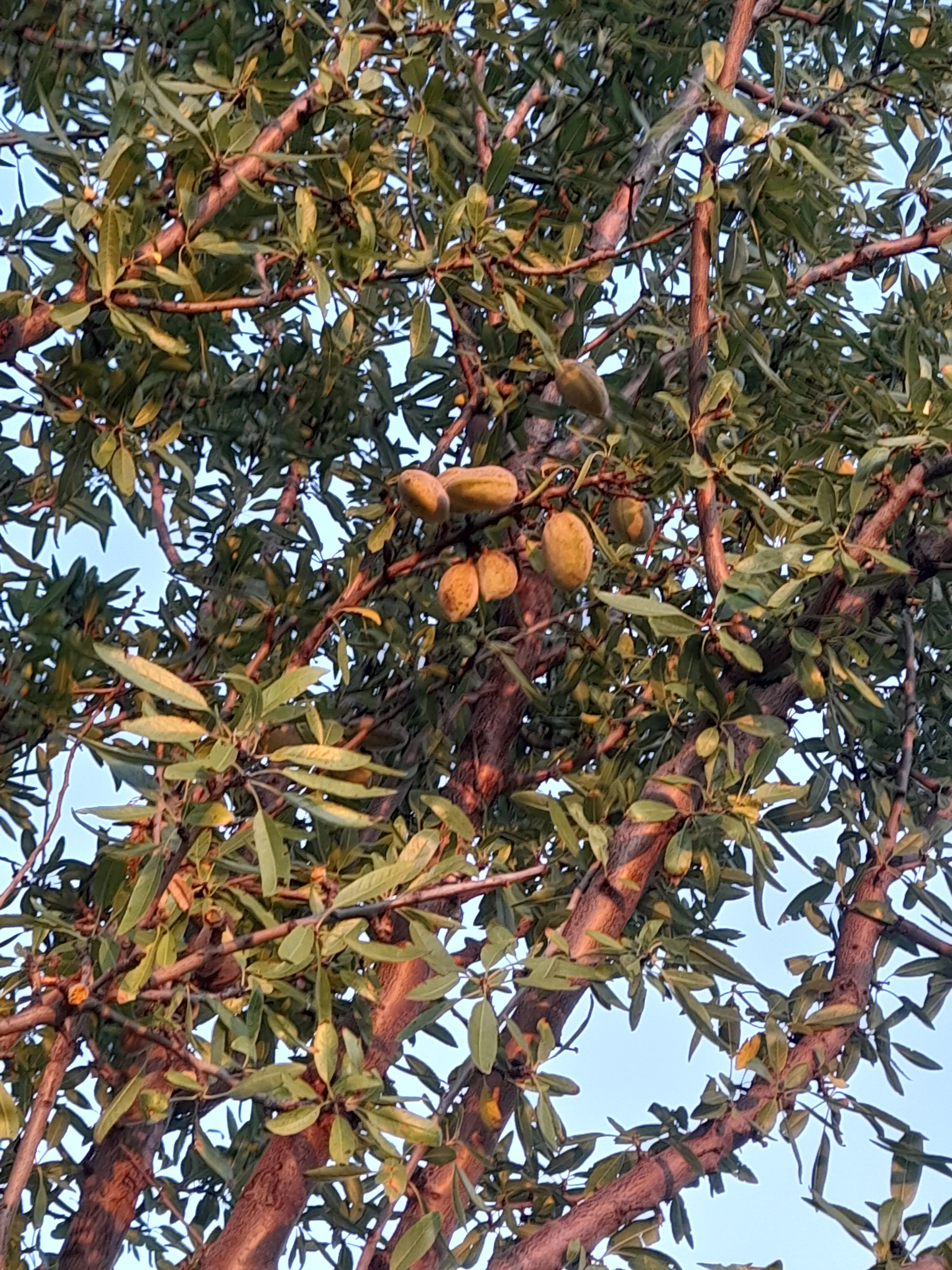 Yeni badam
