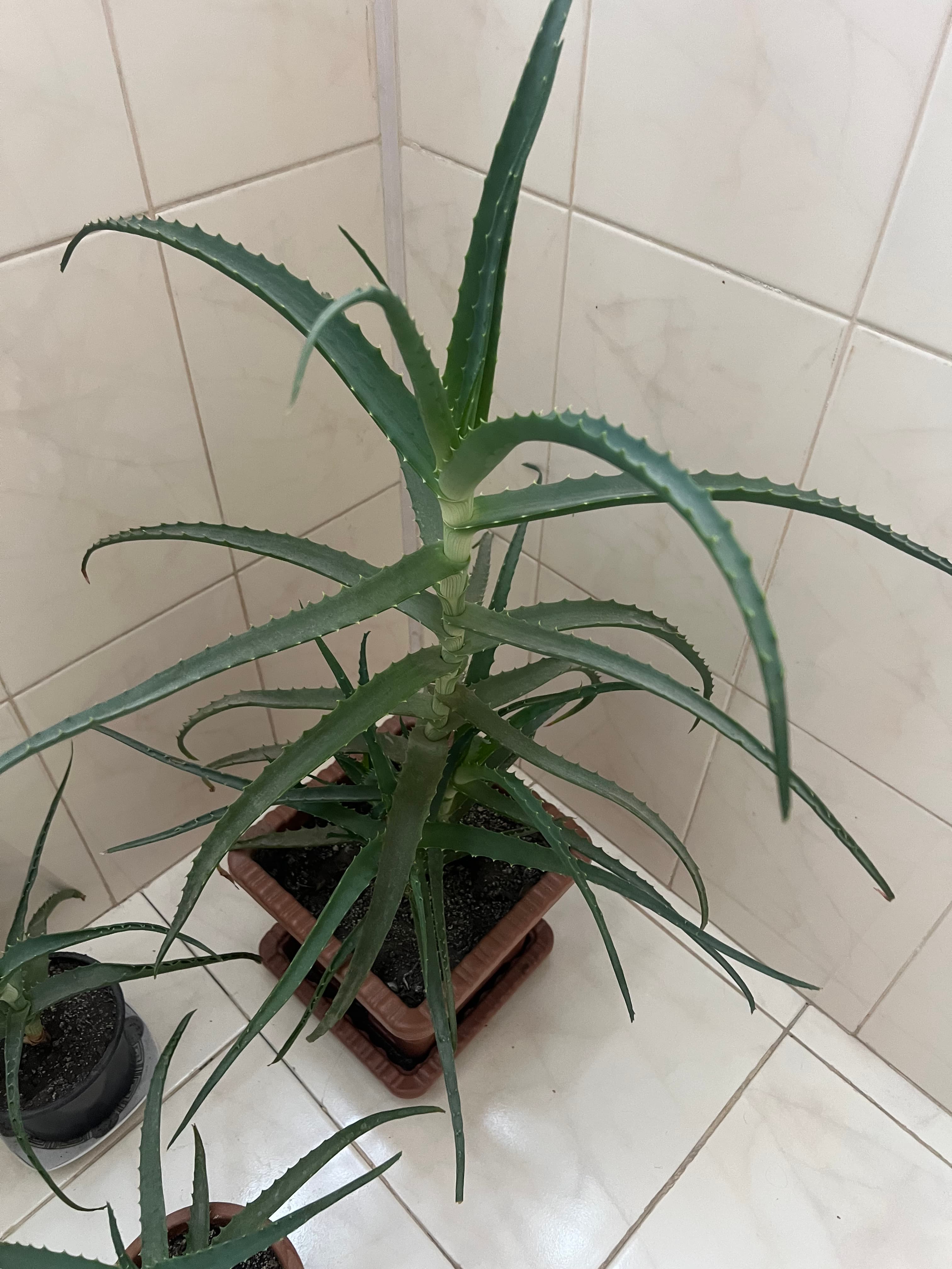 Aloe vera