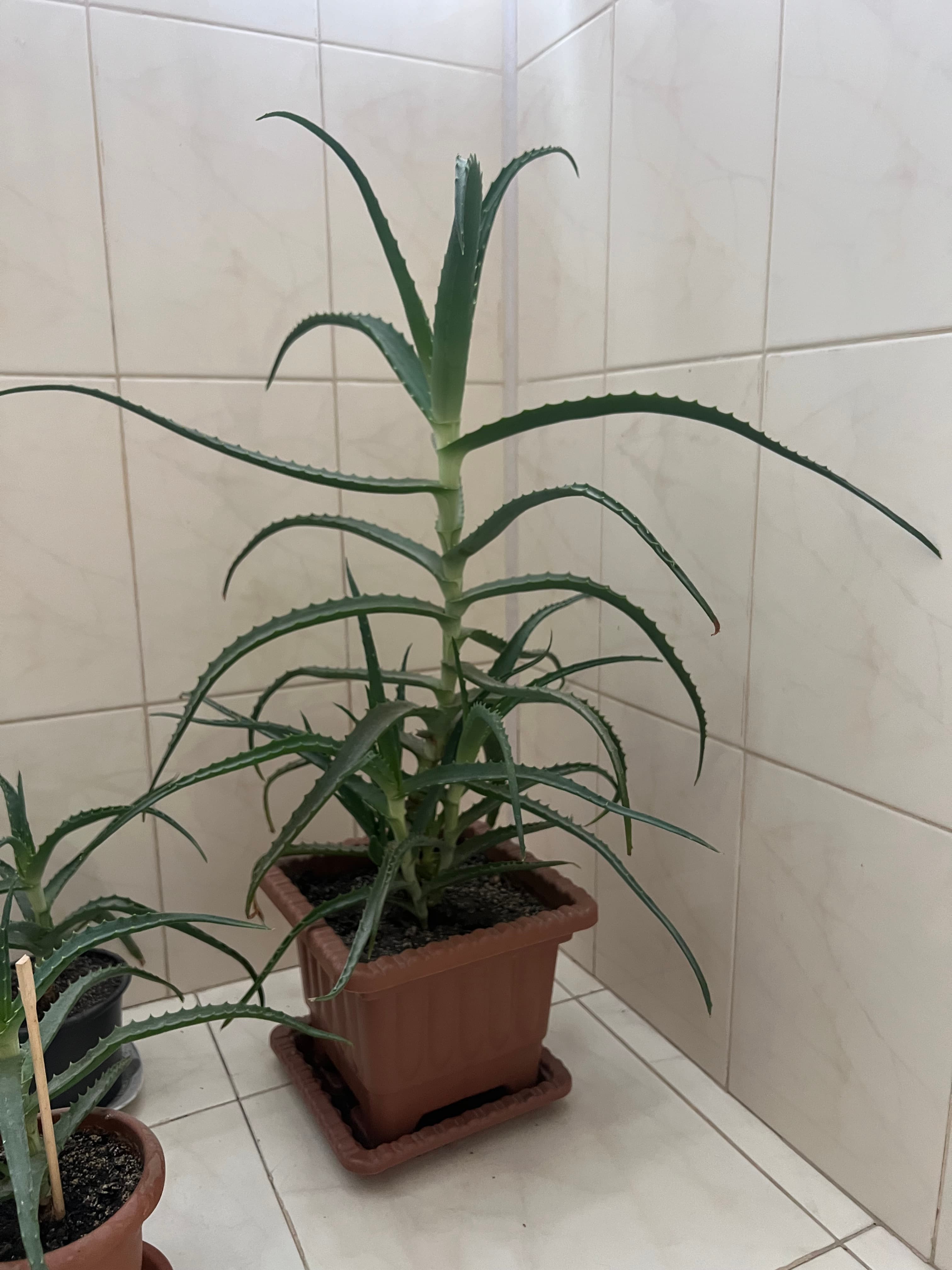 Aloe vera