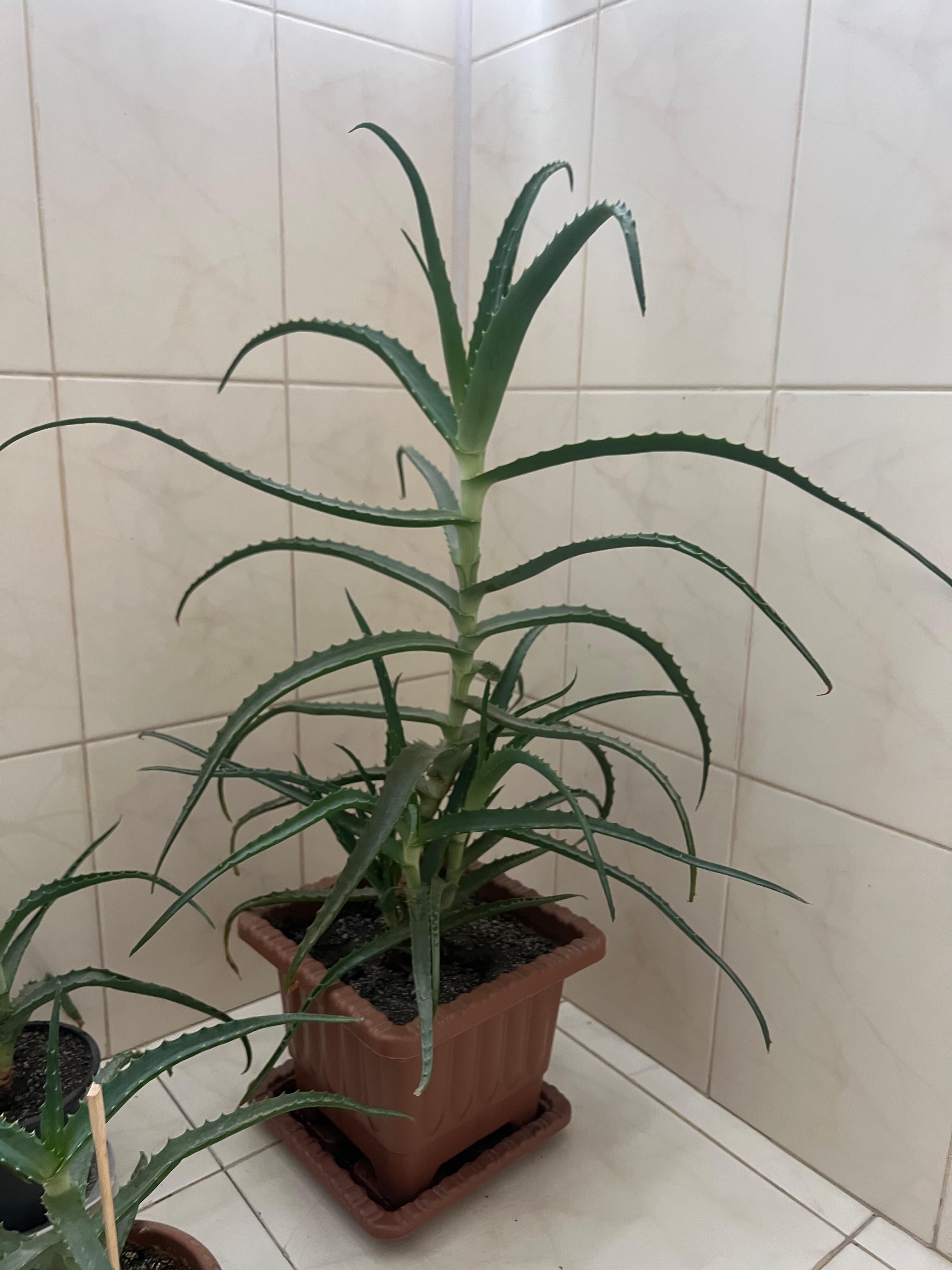 Aloe vera