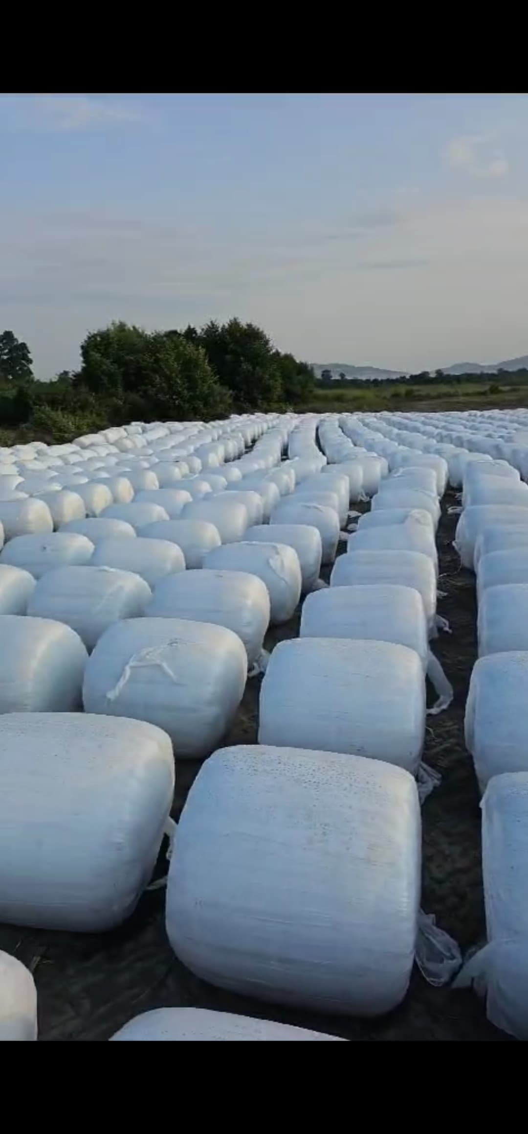 Qarğıdalı silosu