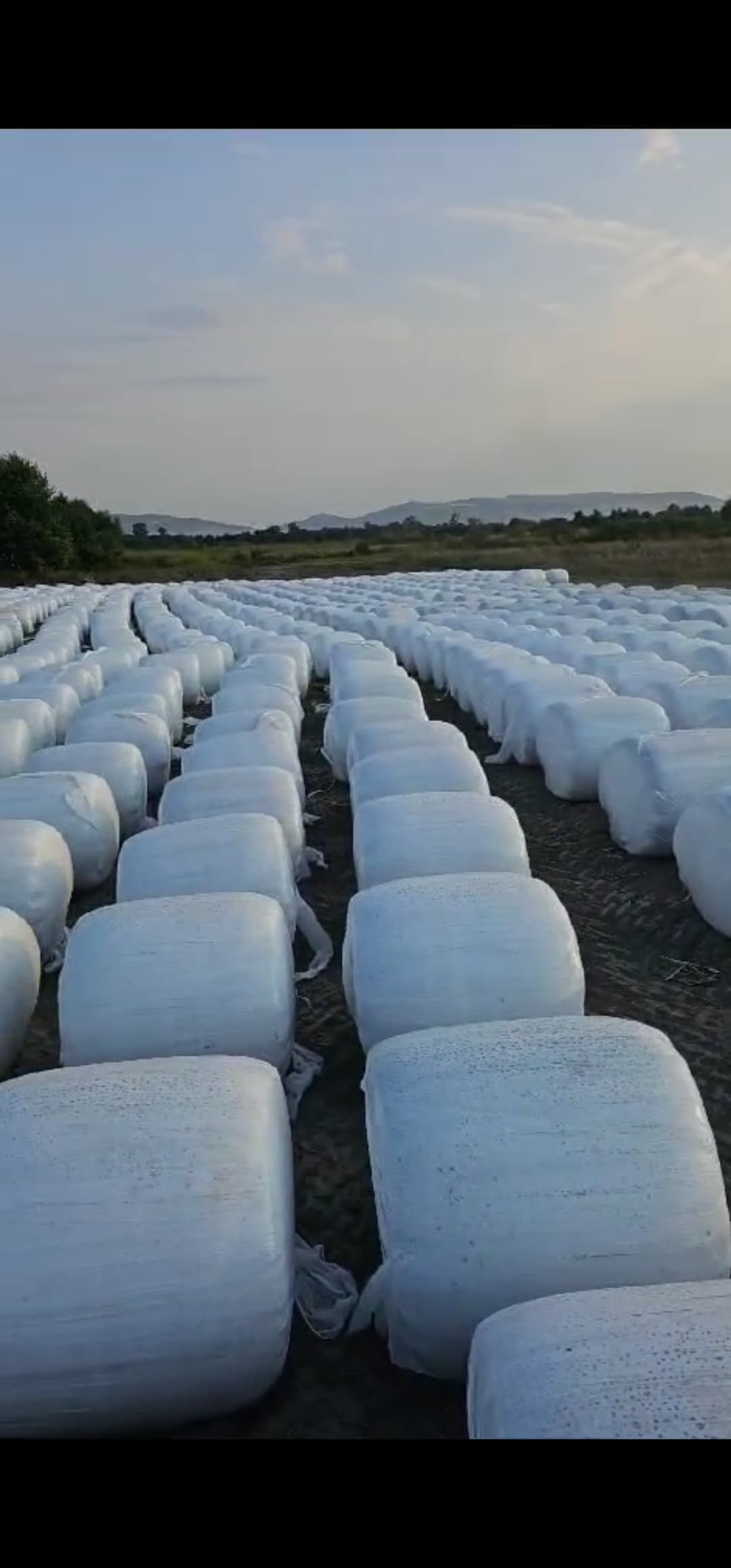 Qarğıdalı silosu