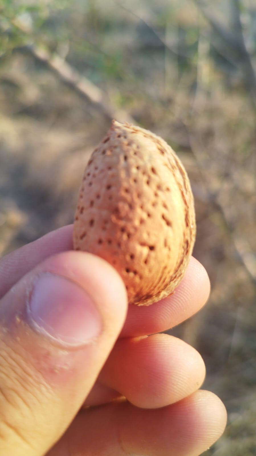 Badam