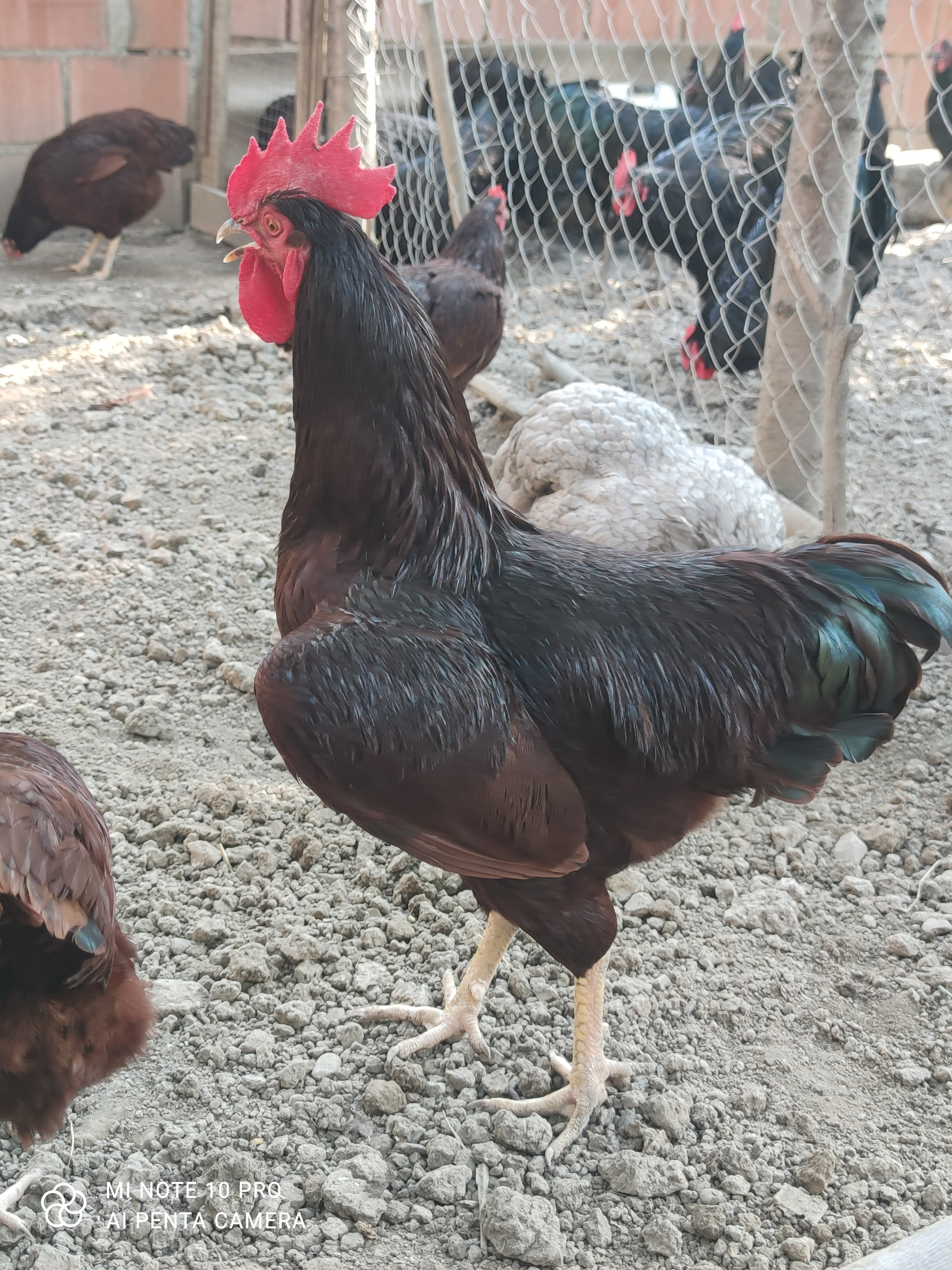Red island