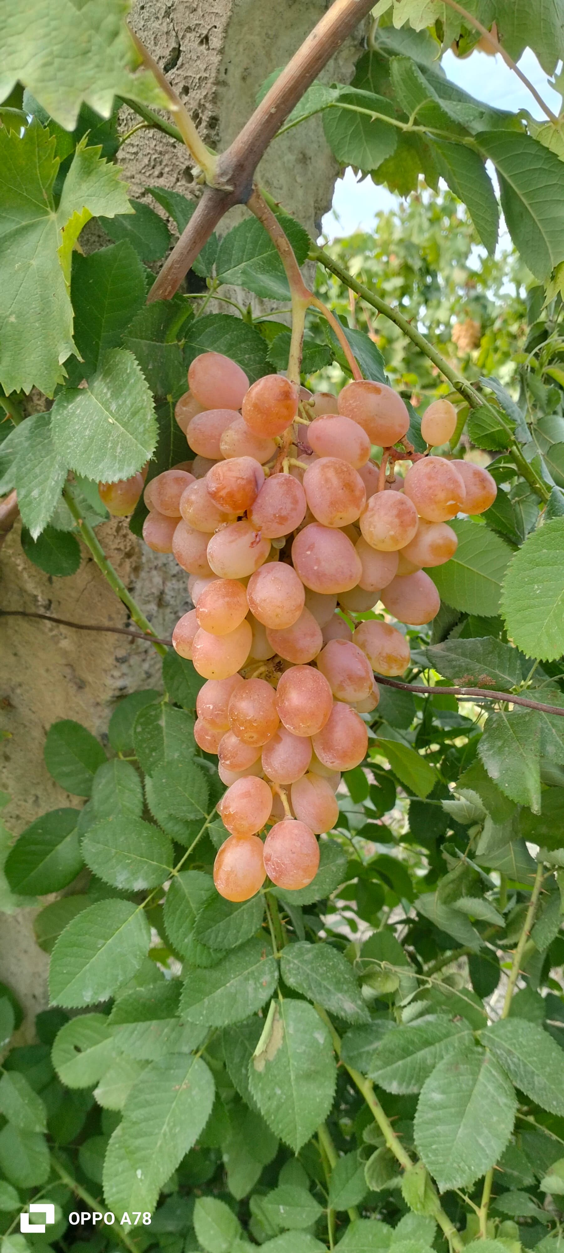 Üzüm satılır