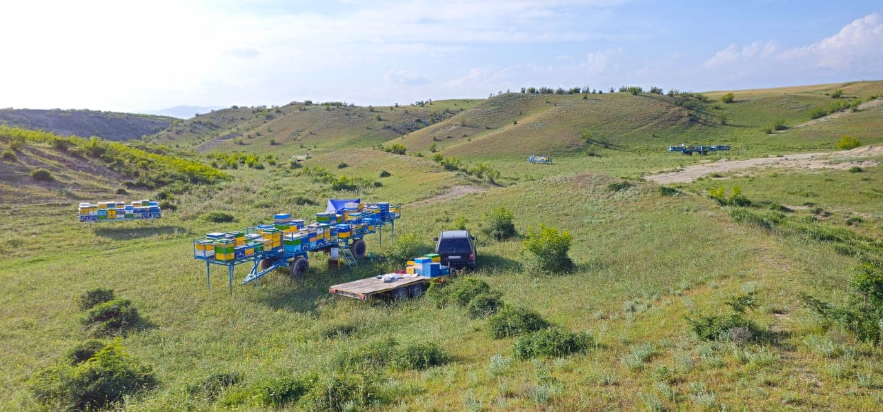 Dağ Balı