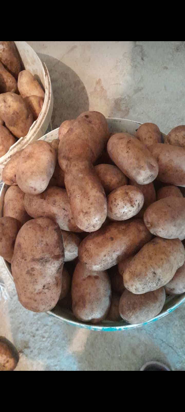 Gədəbəy Kartofu Dərmansız