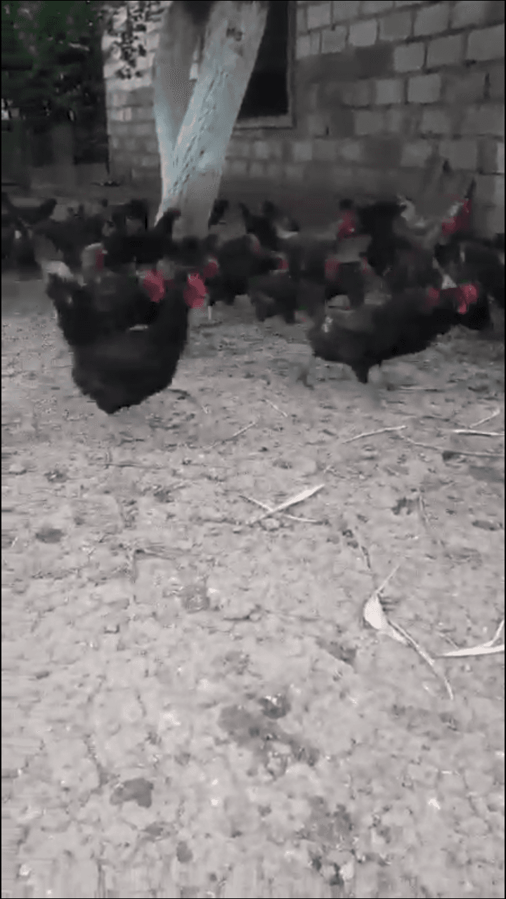 Qara məxməri hibrid super xarkolar