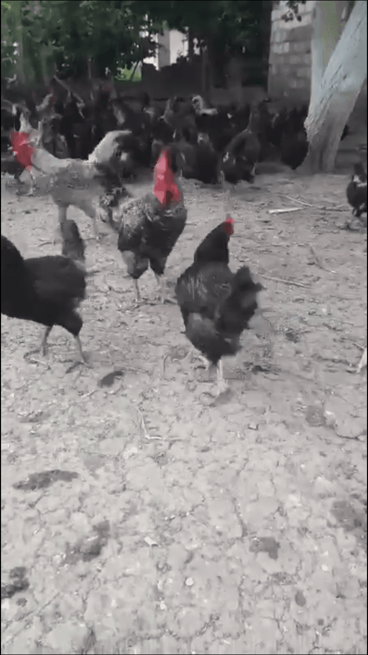 Qara məxməri hibrid super xarkolar