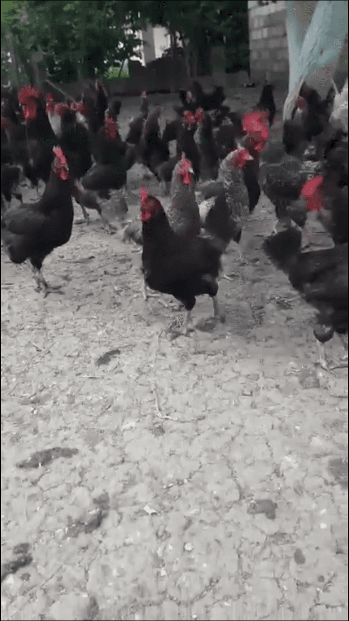 Qara məxməri hibrid super xarkolar